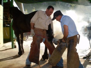 Horse riding in Gandia Horse riding in Gandia